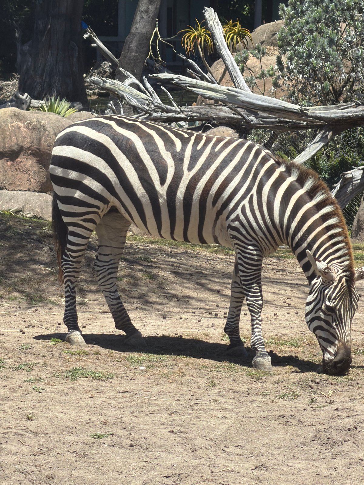 Afternoon walk through San Francisco Zoo's animal exhibits