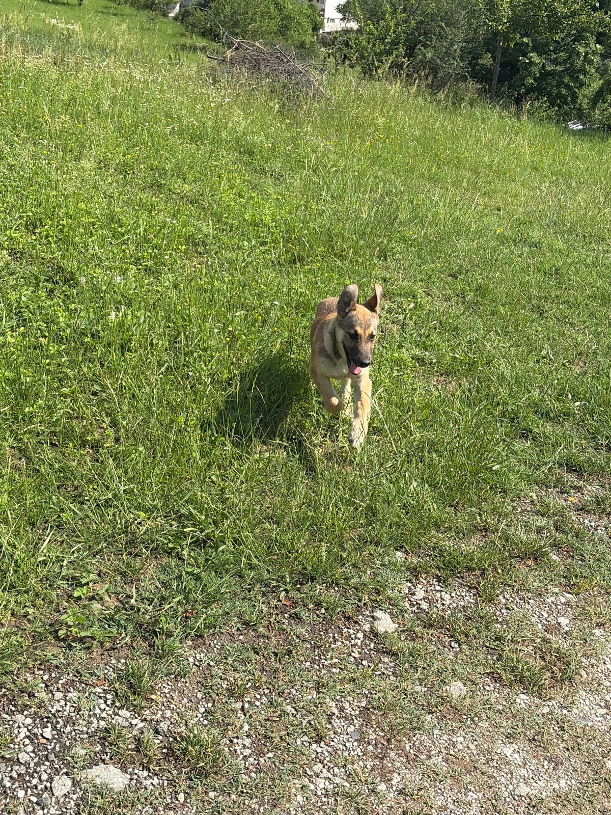 Dog spotted playing in fields and paths in Gabrovo