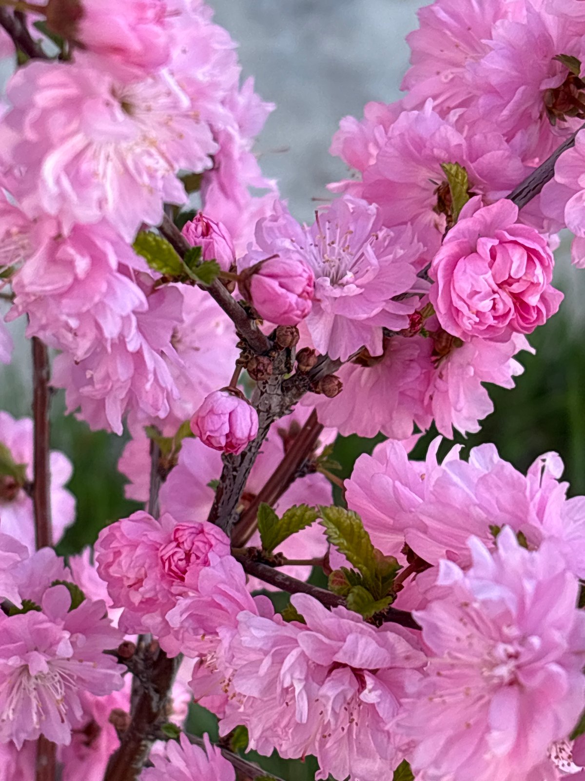 Spring flora documented in nighttime Birobidzhan botanical observations