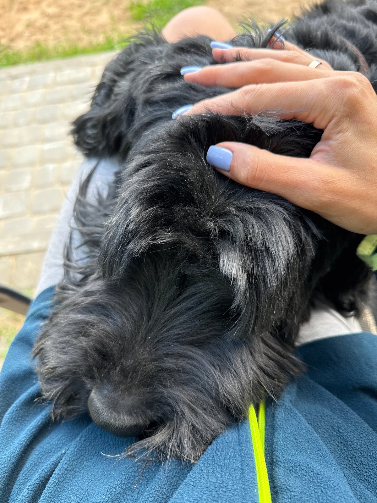 Garden day in Mahilyow: flowers, fresh garlic, and a shaggy dog