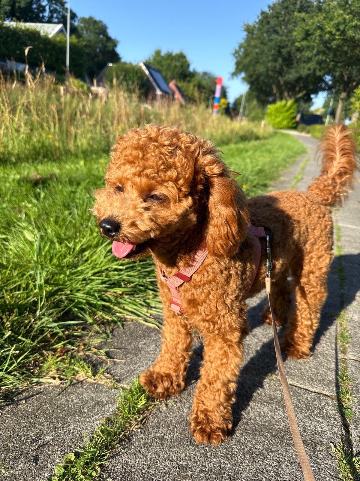 Afternoon dog walk with a ginger poodle in Marum