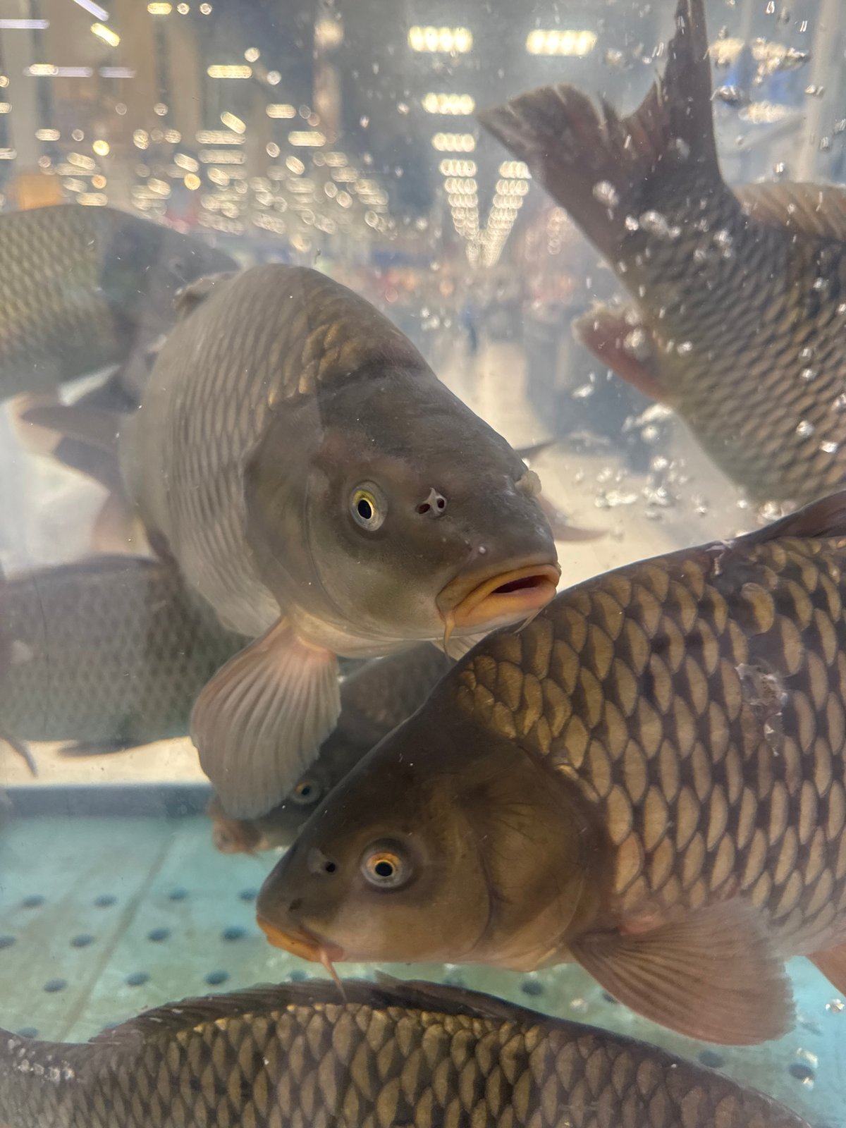 Large carp circling in a bubbling glass tank