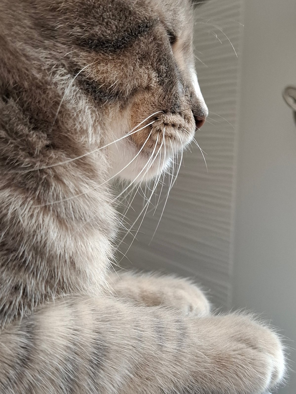 Tabby cat photographed in close-up shots in Novi Sad