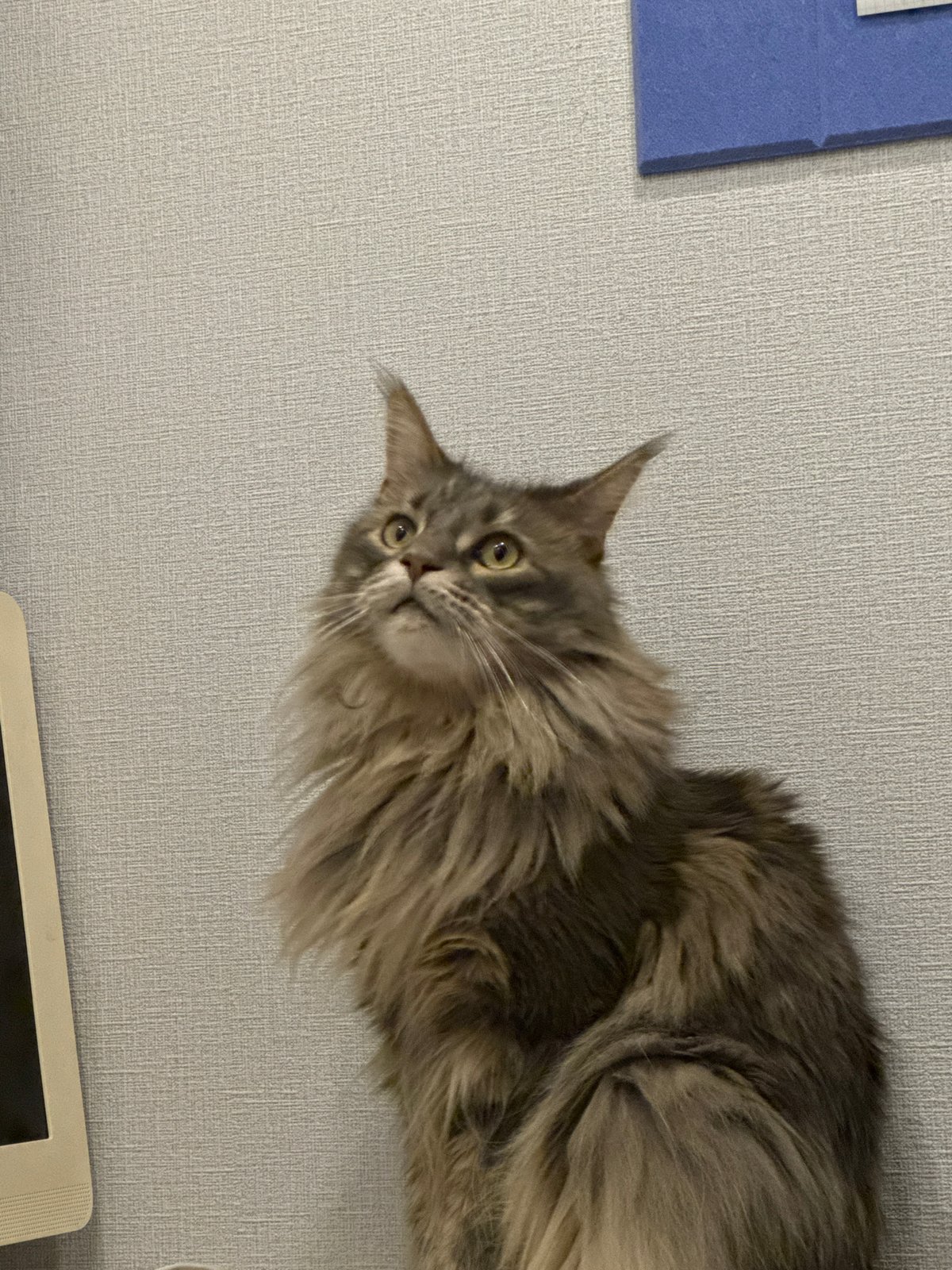 Maine Coon cat hangs out around a desk in Nizhny Novgorod