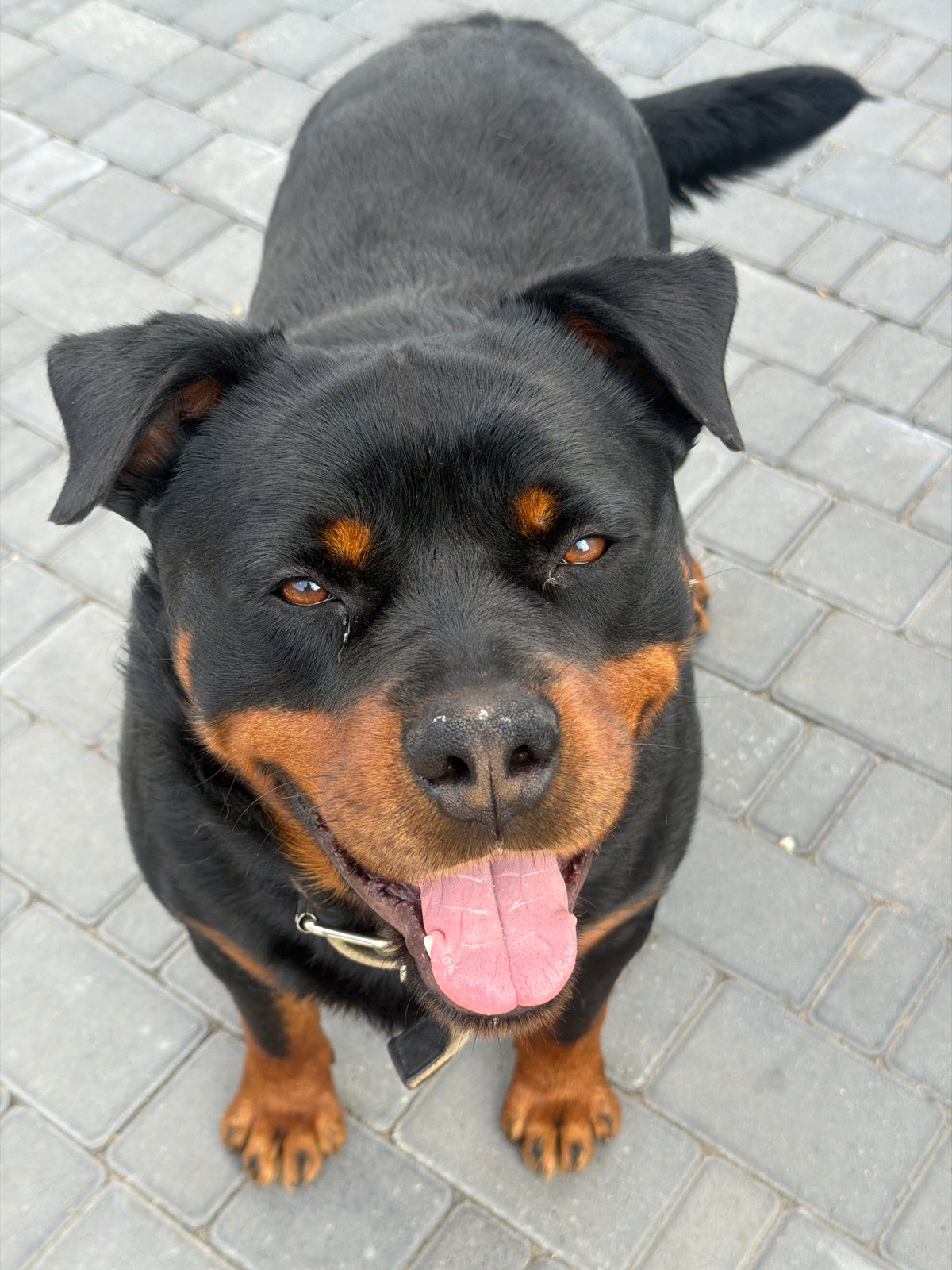 Dogs out and about — a Rottweiler and a Pomeranian enjoying the day