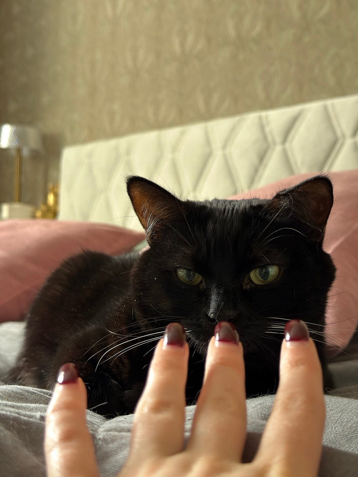 Domestic tea time with cats documented in Penza, Russia