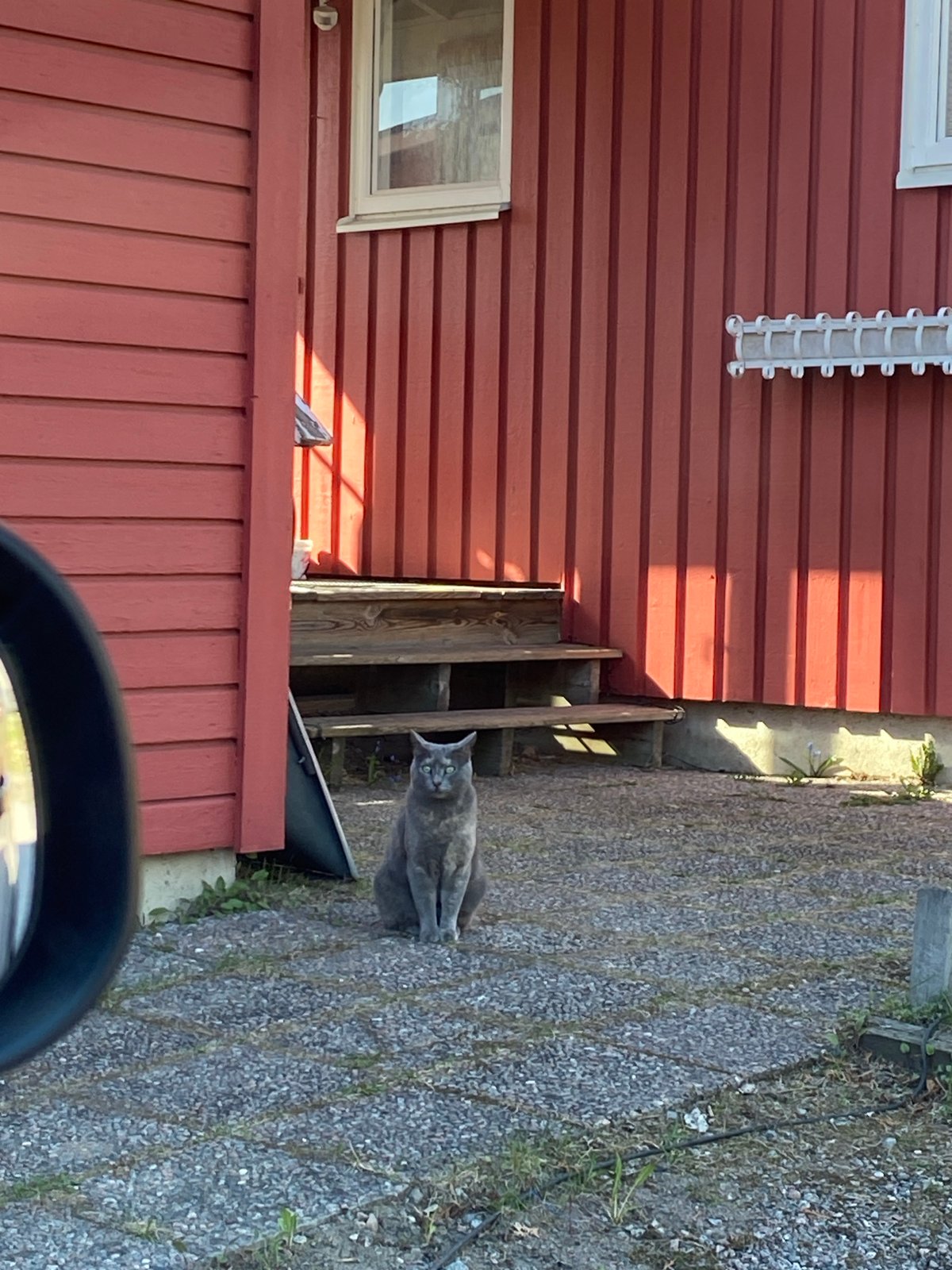 Grey cat spotted on gravel path in Björklinge, Sweden