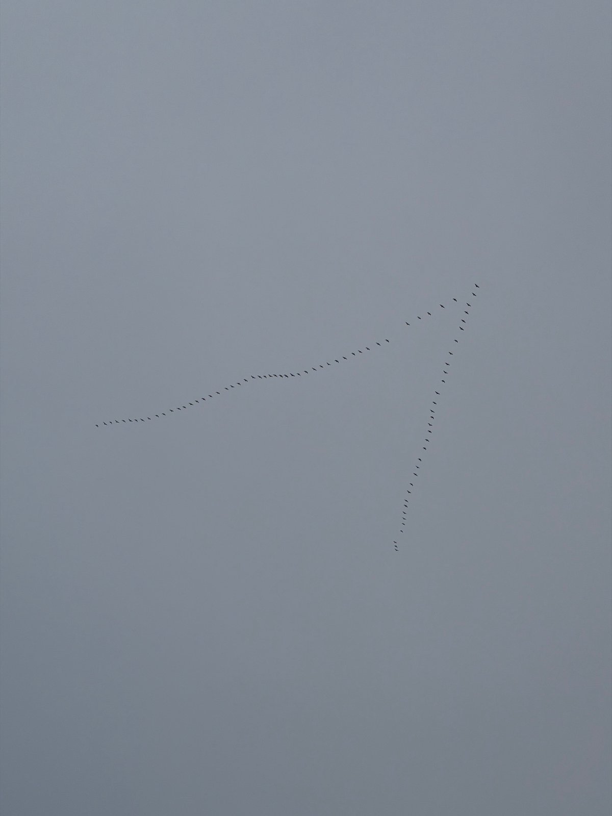 Birds fly in V-formation over Odintsovo, Russia