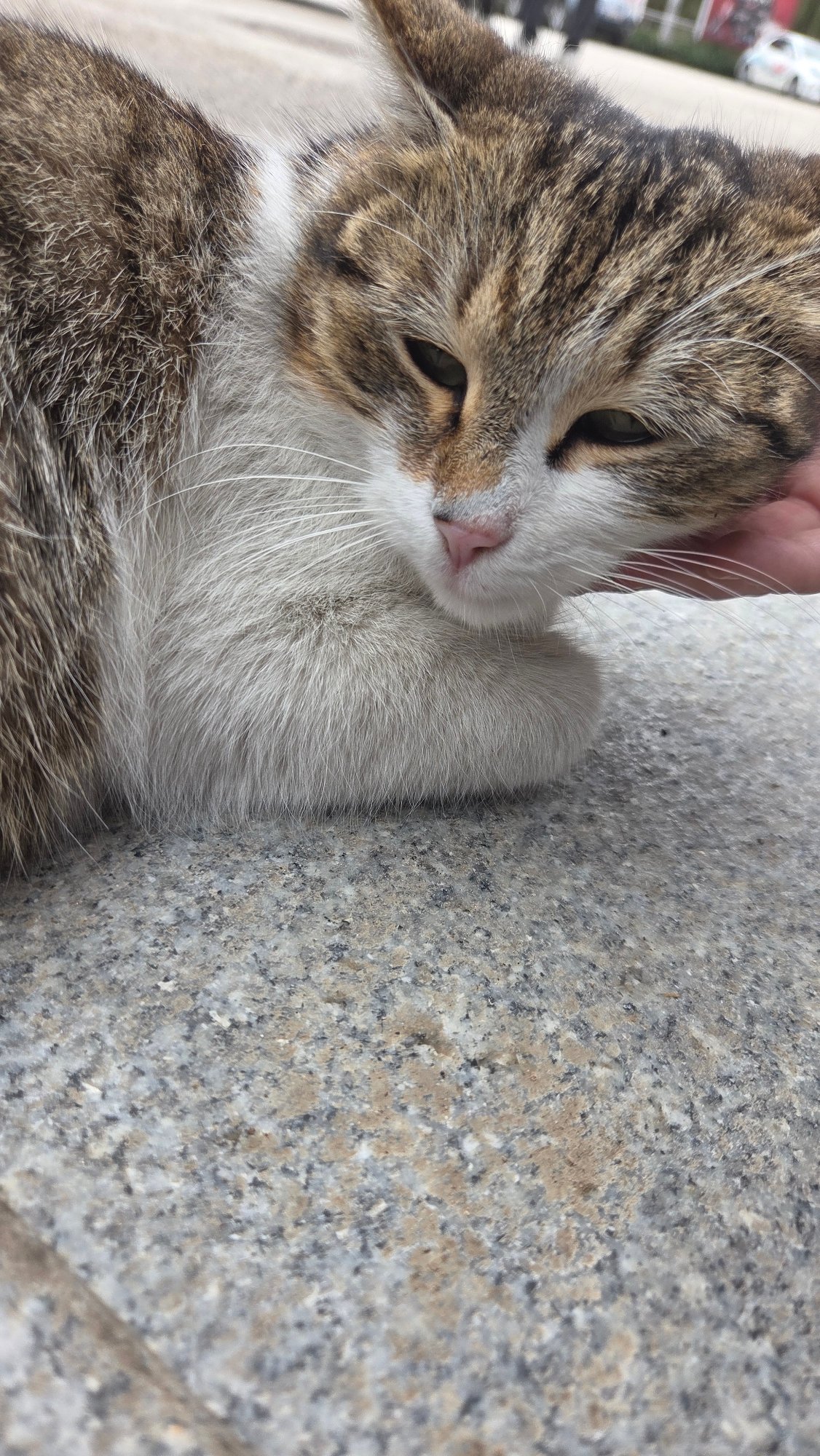 Cat rests on stone surface in Pleven, Bulgaria