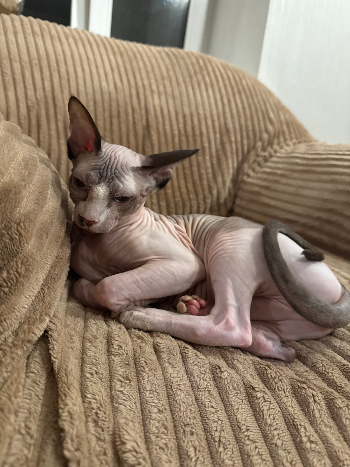 Sphynx cat relaxing through a quiet evening at home