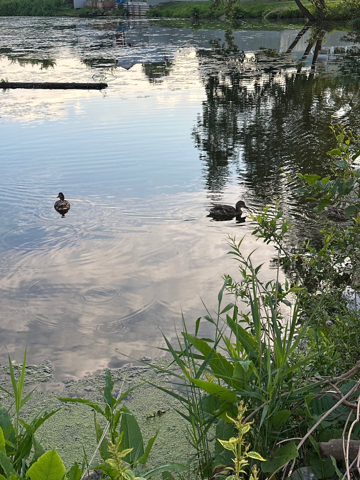 Peaceful pond with ducks in Chaikovsky, Russia