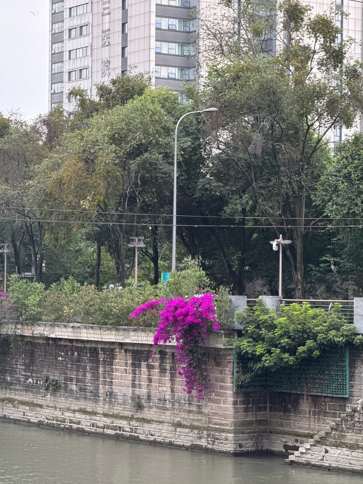 Chengdu waterways documented in morning walk through city districts