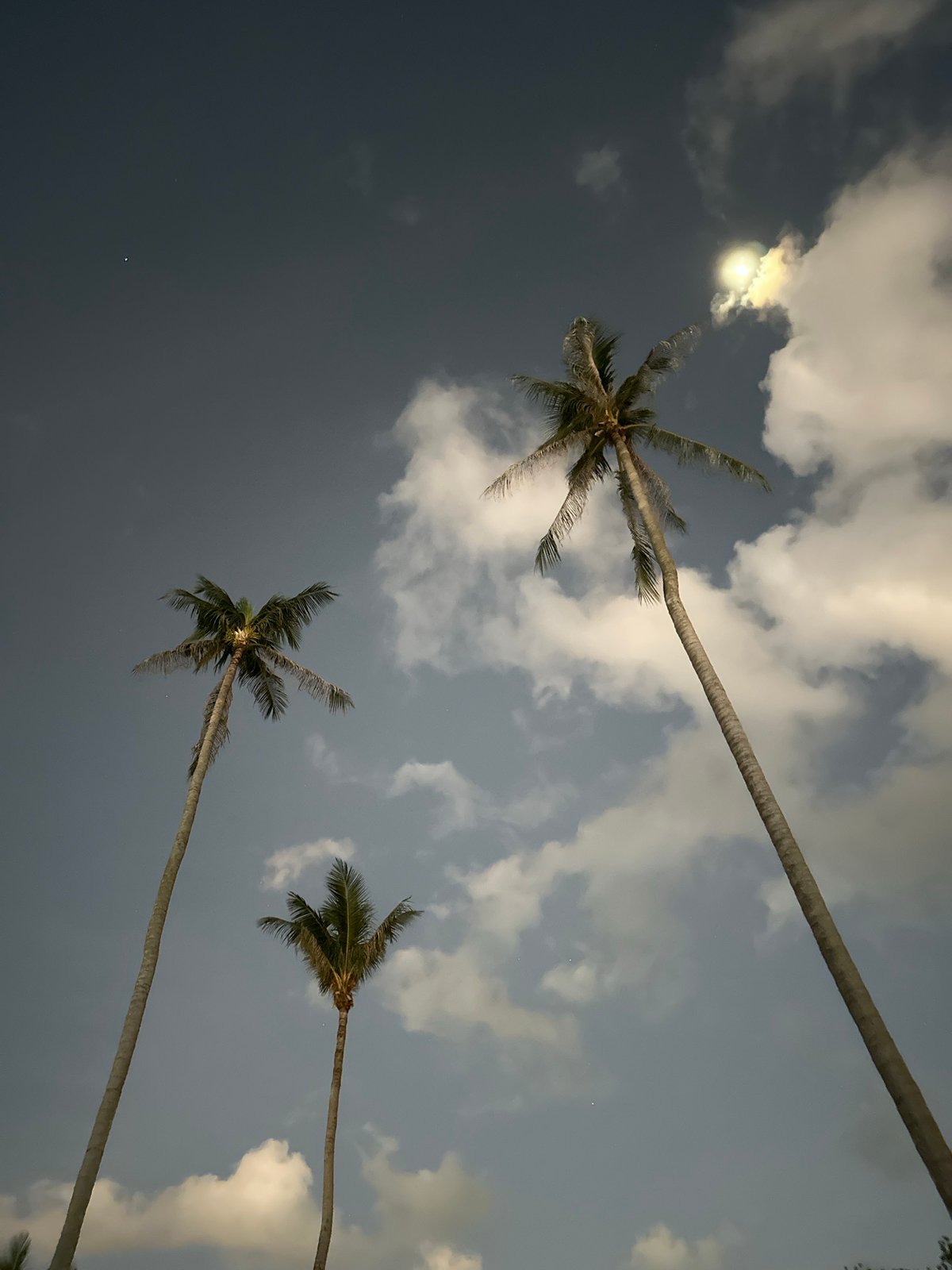 Palm silhouettes against Ko Samui's gradient night sky