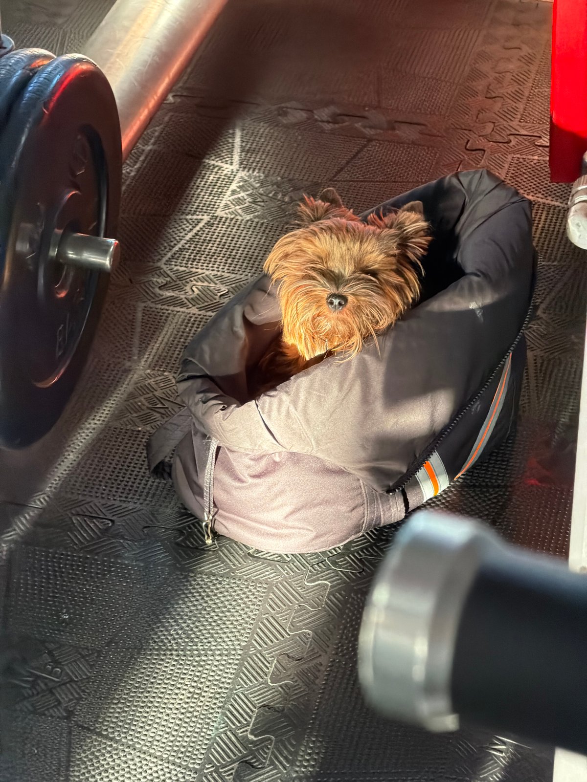 Dog sleeps in jacket at Saint Petersburg gym