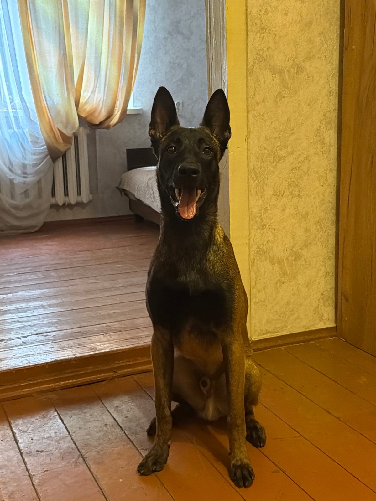 Lazy summer morning at home with two dogs in Rostov