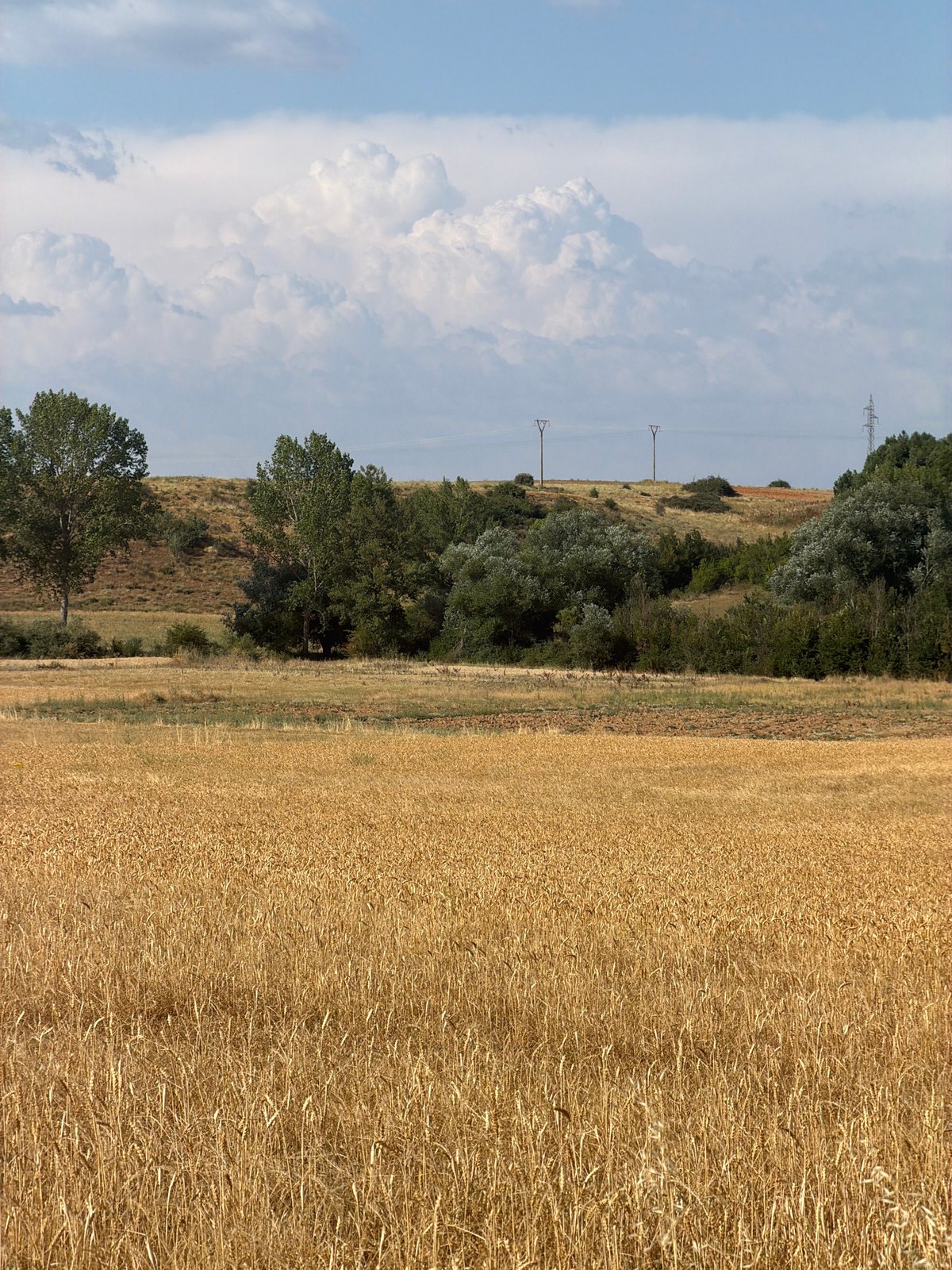 Wildflowers and wheat fields in rural Valdefresno, Spain