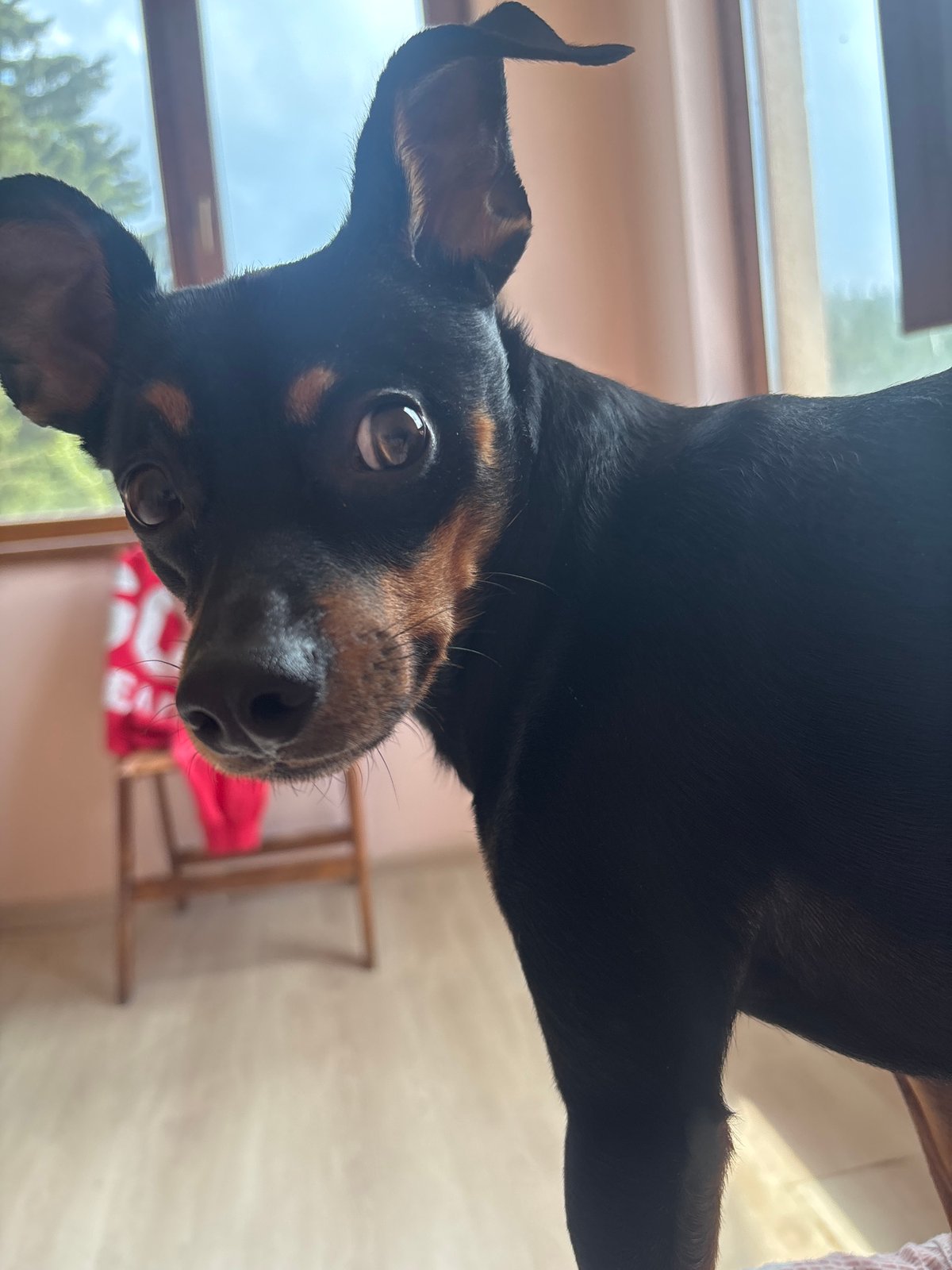 Miniature Pinscher holds court on a bed all morning
