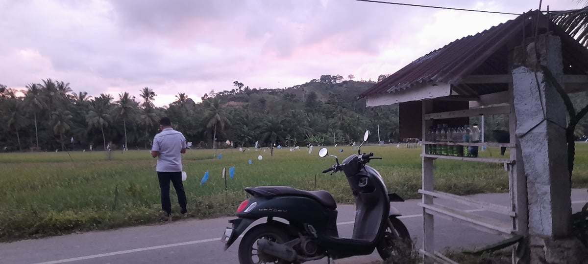 Rural rice fields documented during quiet morning in Palohpanyang