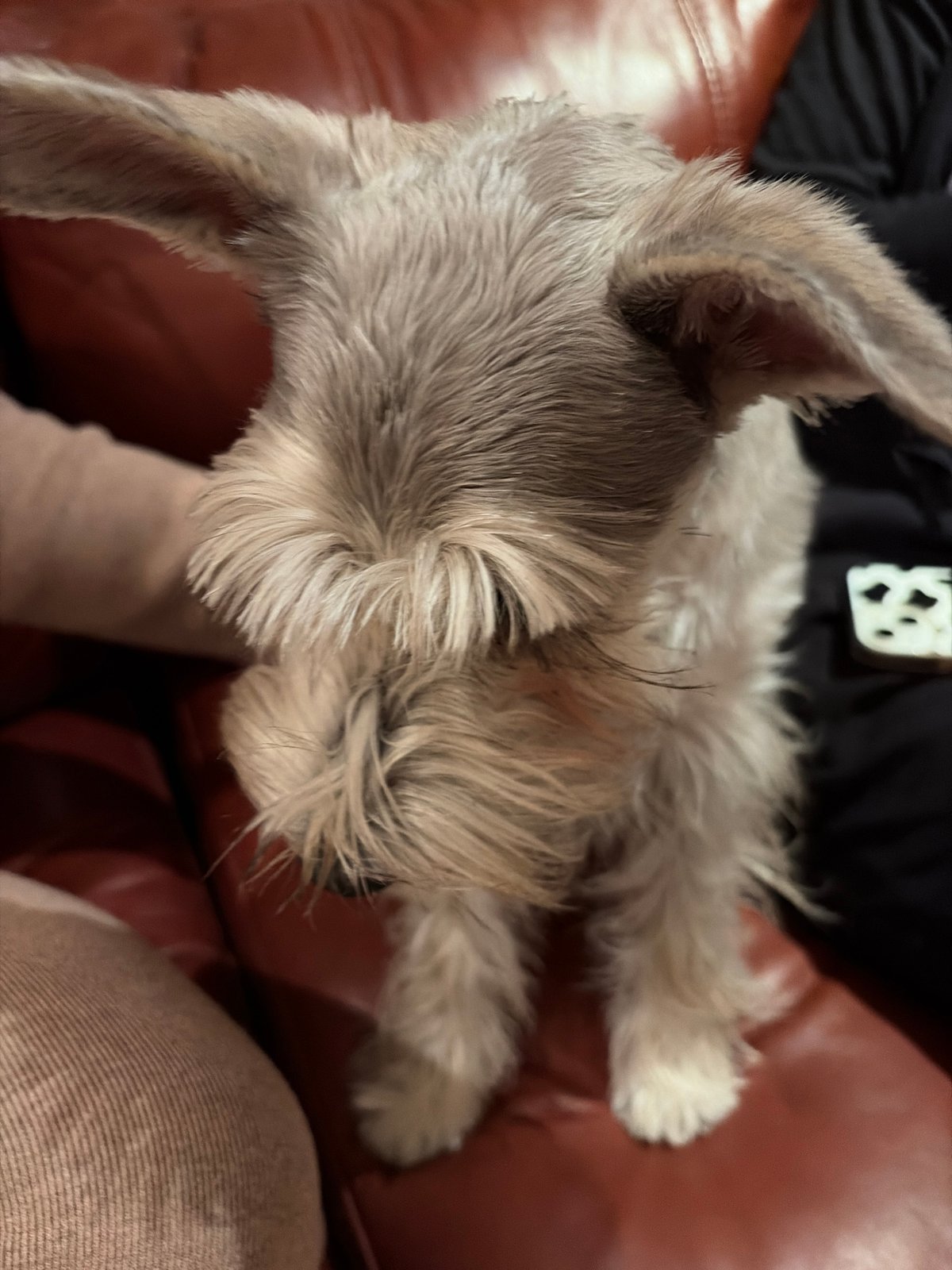 Gray miniature schnauzer rests on red leather couch indoors