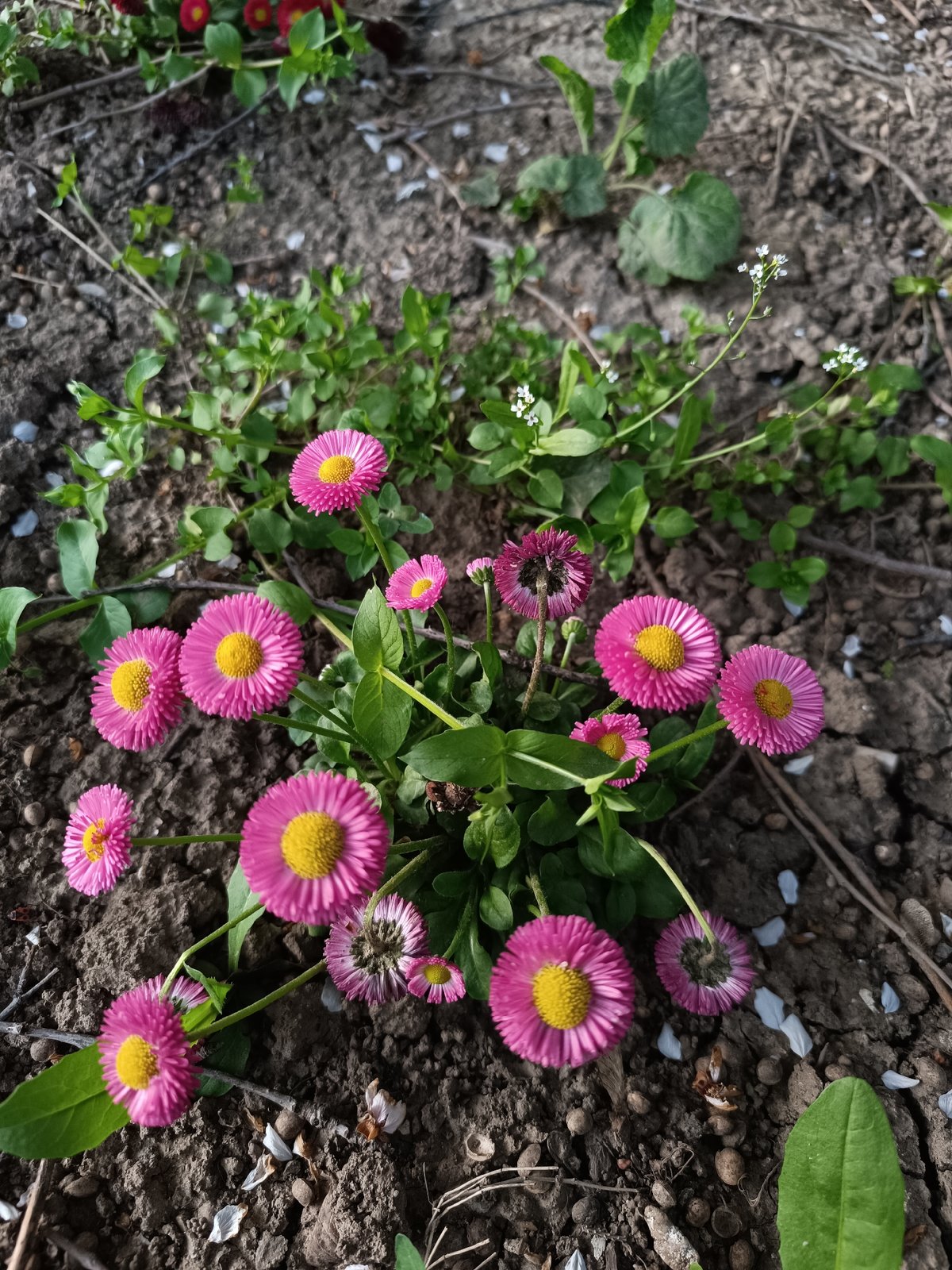 Spring flowers and urban scenes documented in Pleven, Bulgaria