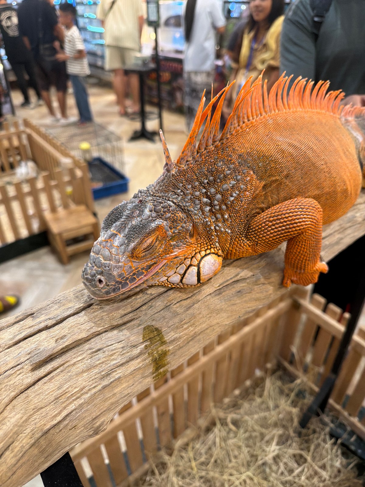 Exotic animals on display at a small Thailand exhibit