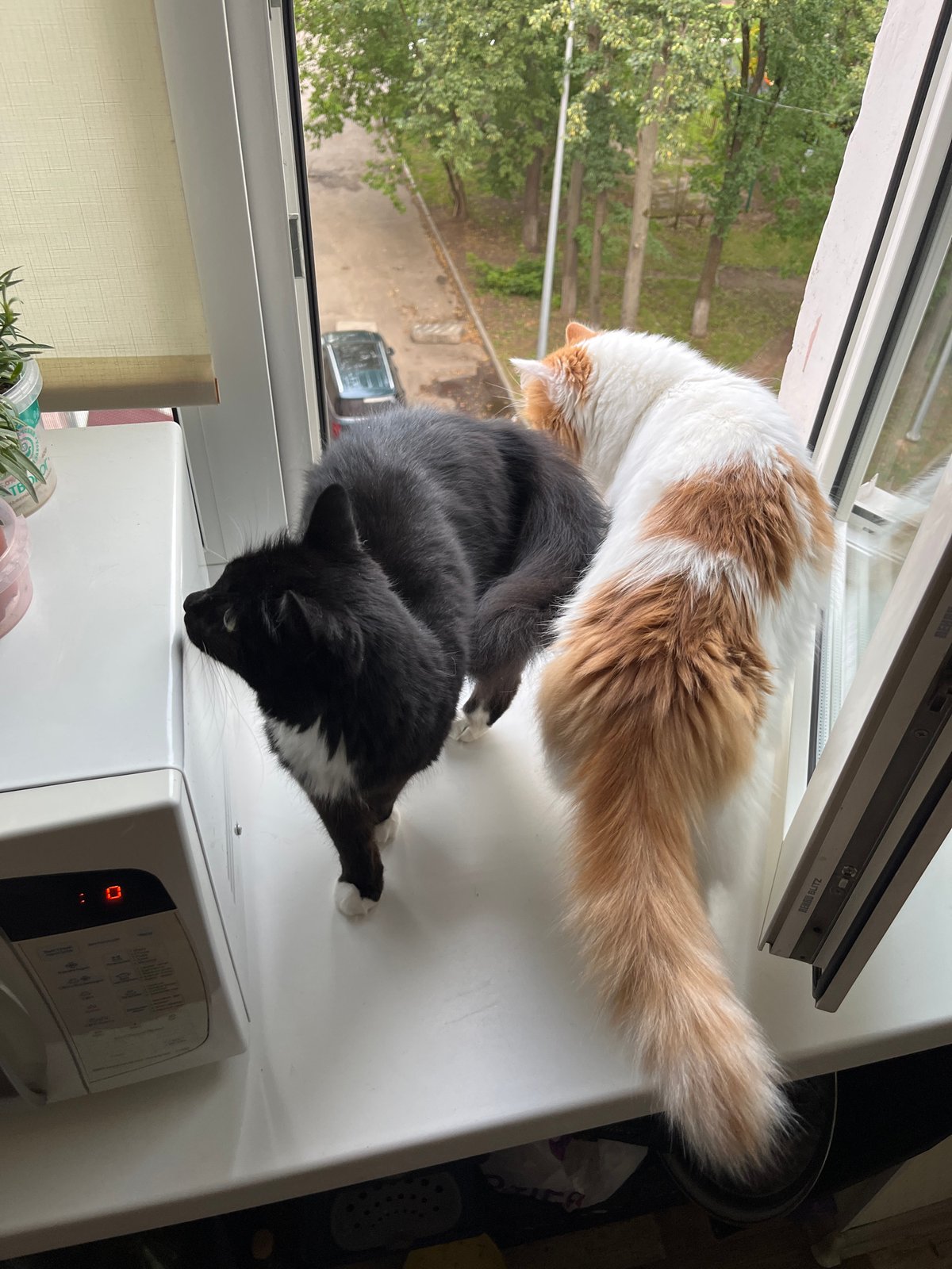Two cats on a windowsill, watching the world outside