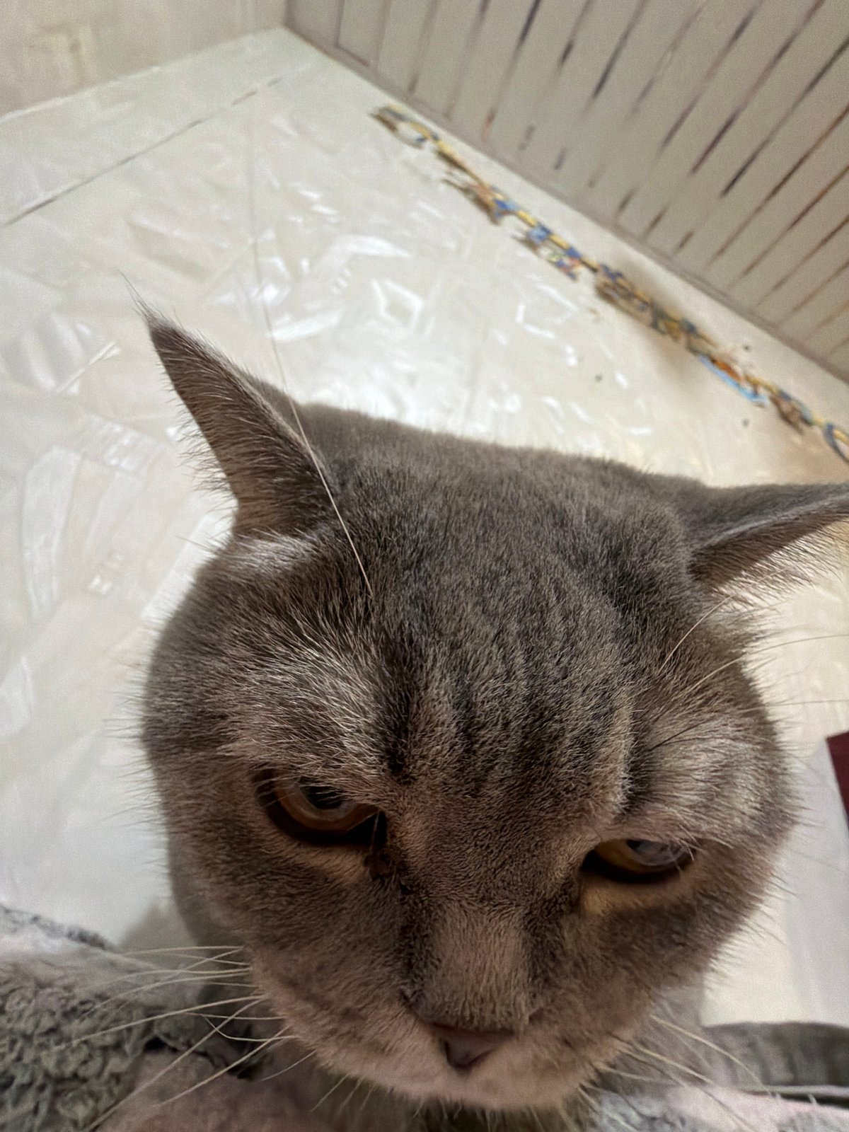 Grey cat photographed multiple times in Perm, Russia