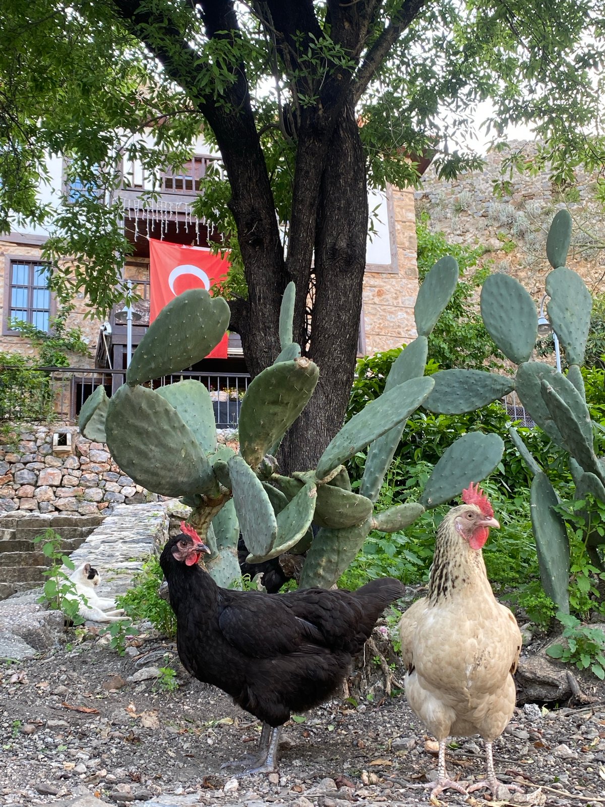 Everyday life scenes documented in Alanya, Turkey