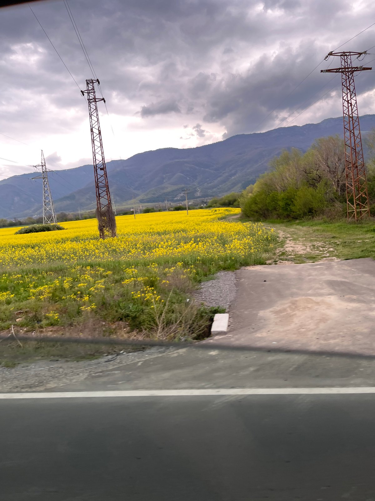 Yellow flower field photographed in Bulgarian countryside