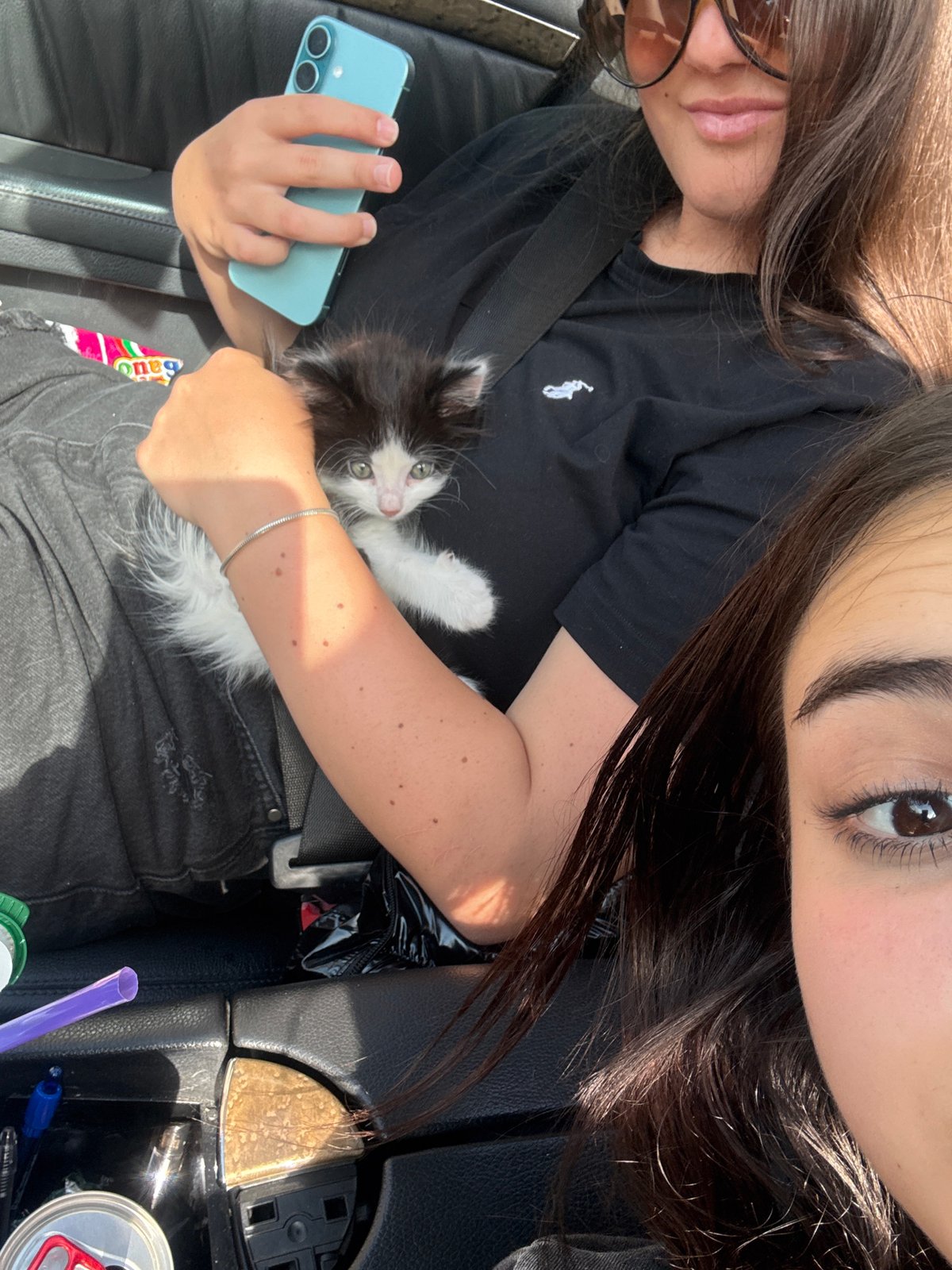 Travelers document kitten companion during Bulgaria road trip