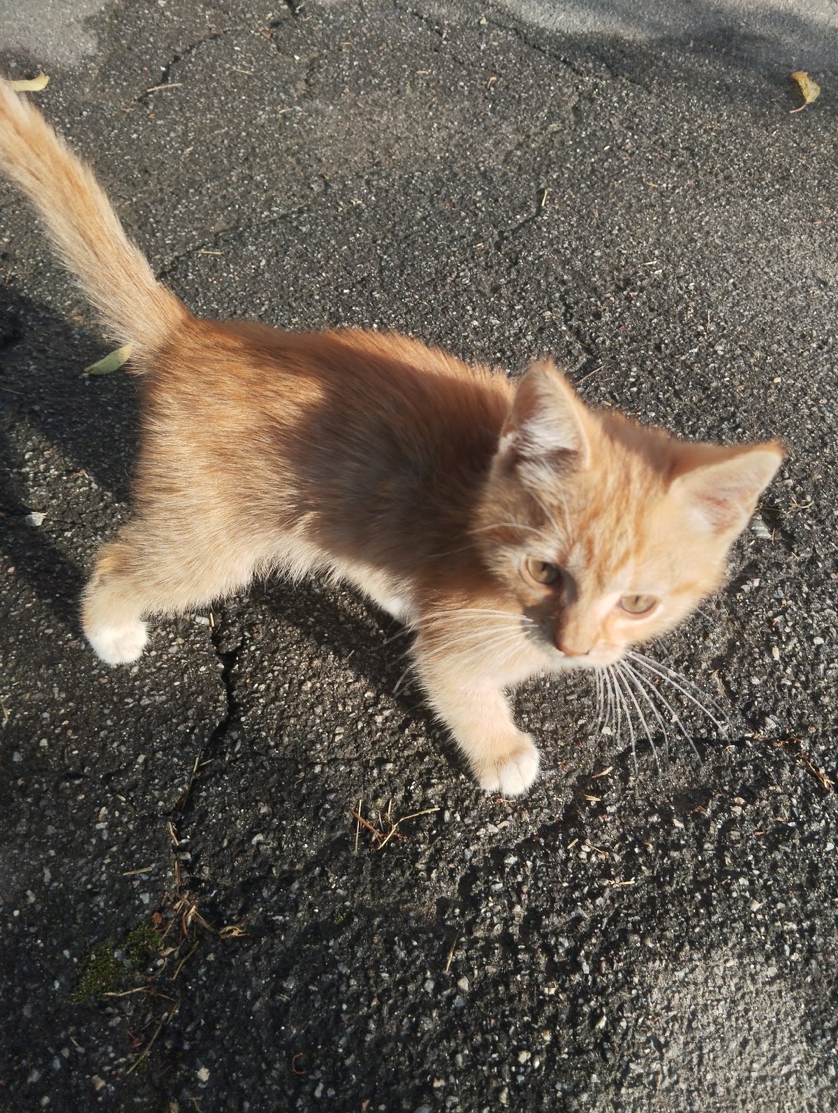 Kitten, garden details, and equipment around a rural property