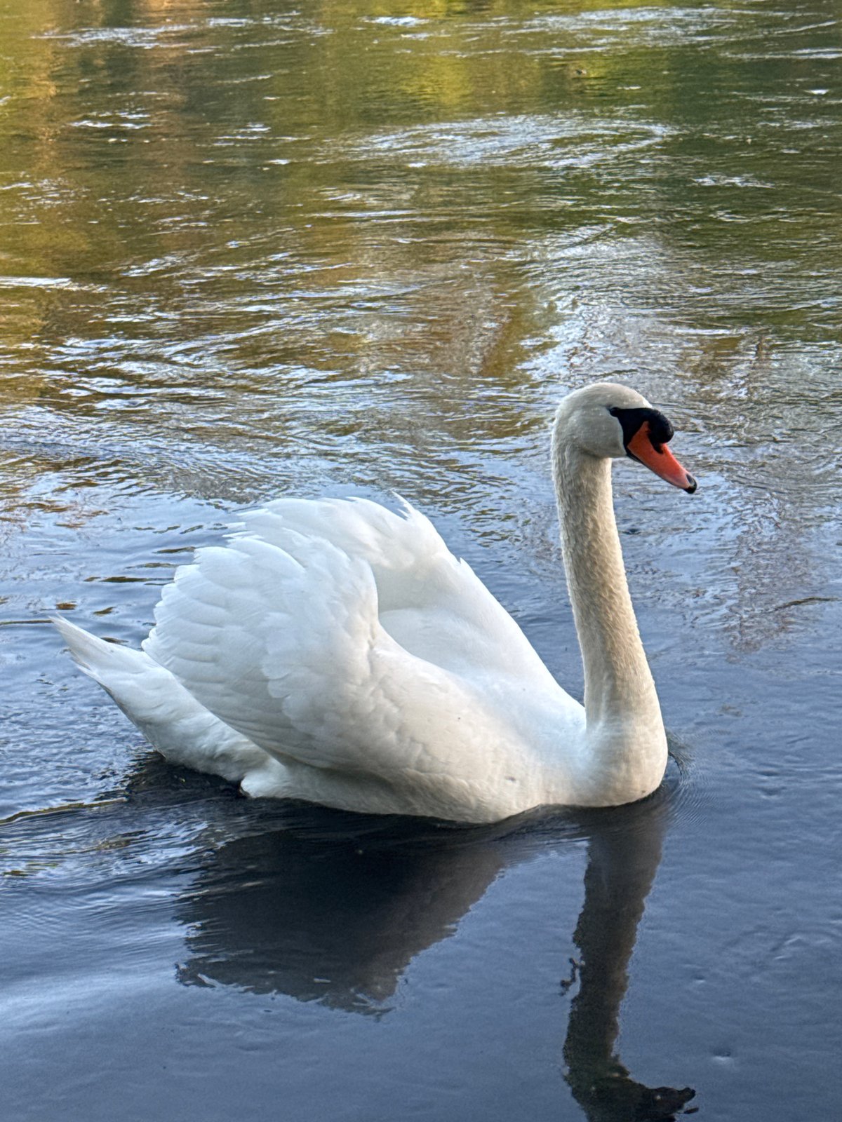 Swan spotted swimming in La Wantzenau waterway
