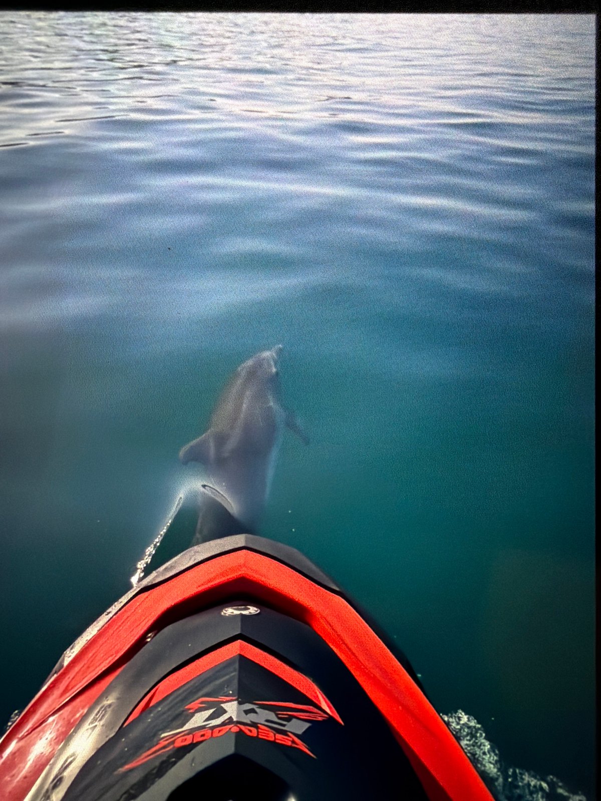 Dolphin encounter and resort dusk in Obzor, Bulgaria