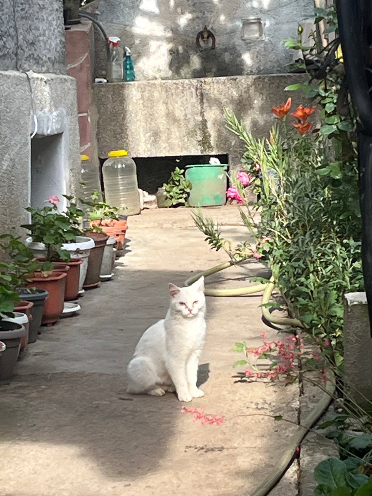 Daily life moments captured in Bulgarian village afternoon