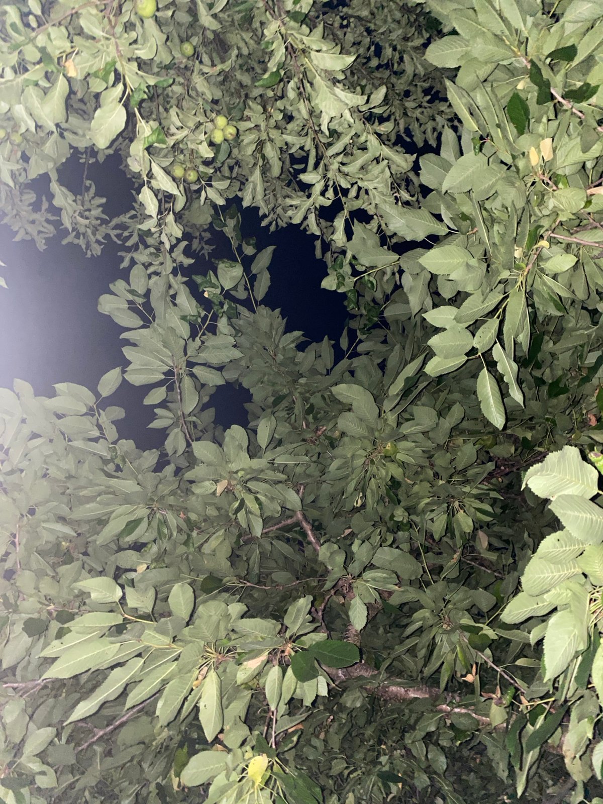 Relaxing in a hammock under a tree on a summer night