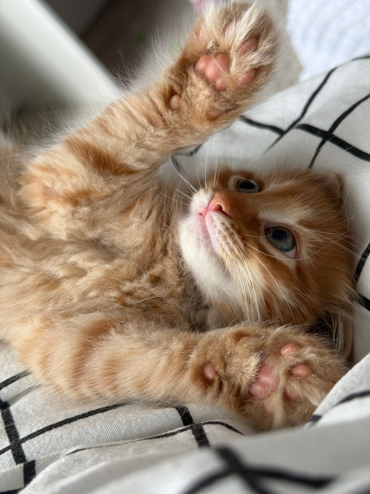 Orange kitten with blue eyes spotted in Moscow area