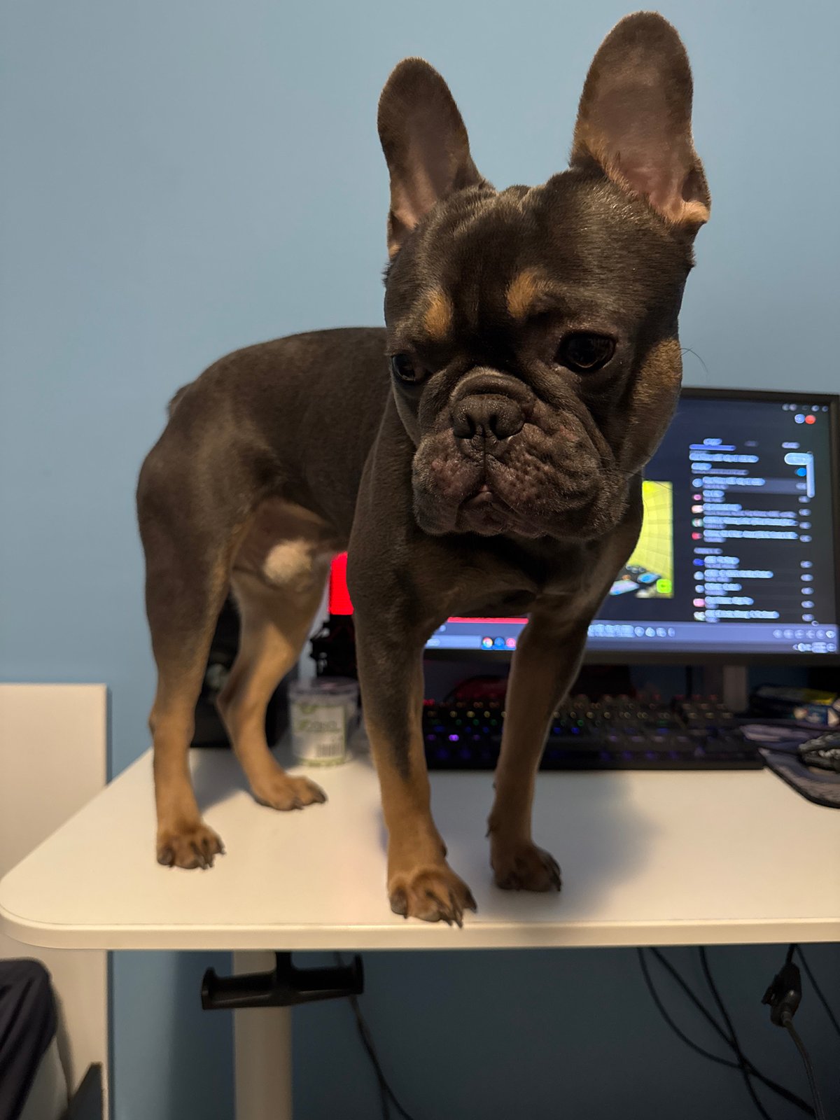 French Bulldog observed at computer workstation in Burgas, Bulgaria