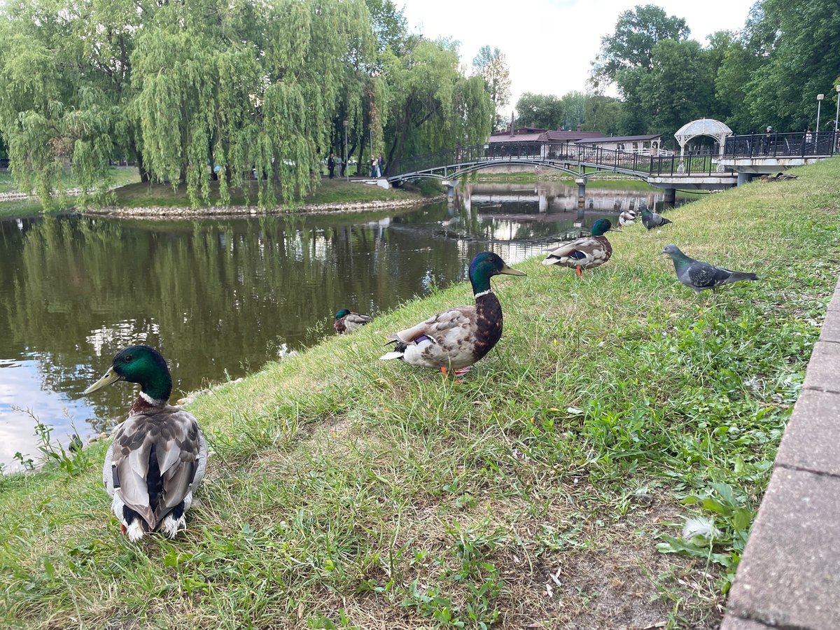 Afternoon cultural performance and park life documented in Brest