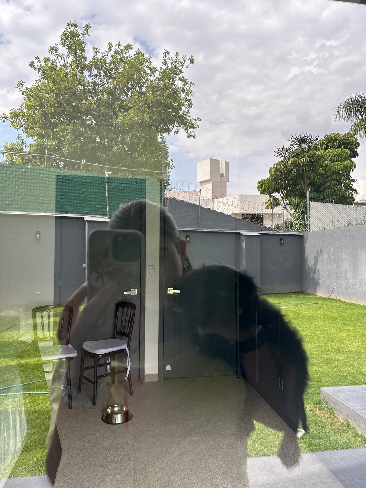 Puppies play in backyard scene captured by witnesses in Puebla