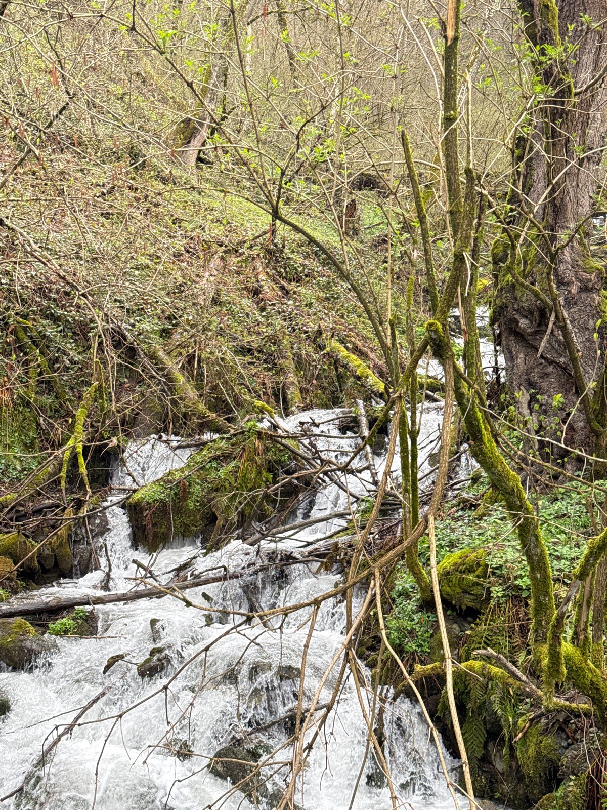 Waterfall documented in Krasnaya Polyana forest, Russia