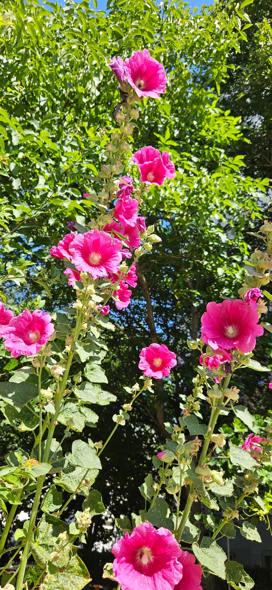 Summer morning around Blagoevgrad's riverbank and city streets