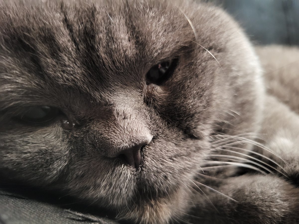 Grey Scottish Fold cat observed playing and resting indoors