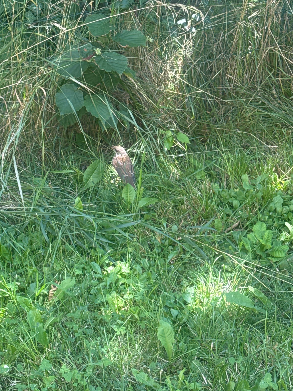 Small wildlife hiding in thick grass, caught up close