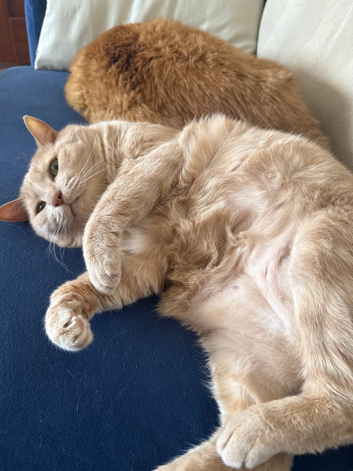 Two cats sleep peacefully on sofa in Krasnoyarsk