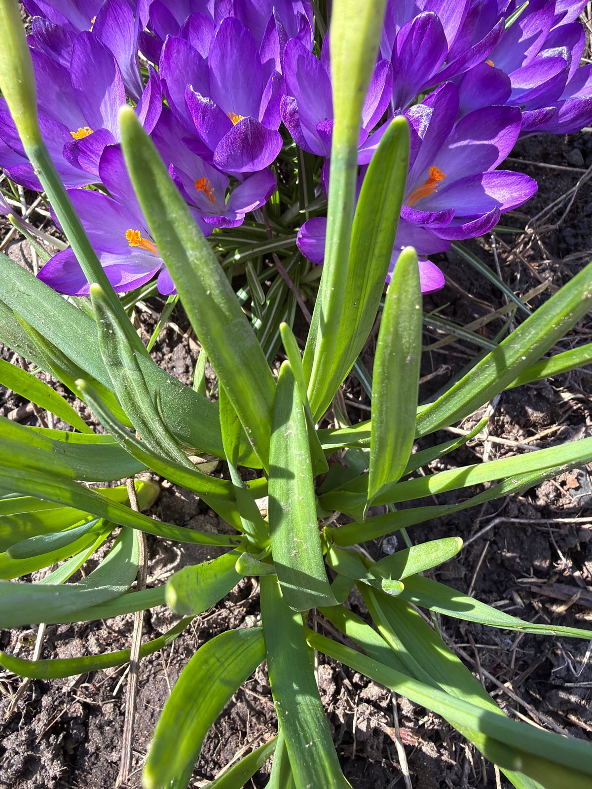 Spring blooms and workplace moments captured in Votkinsk