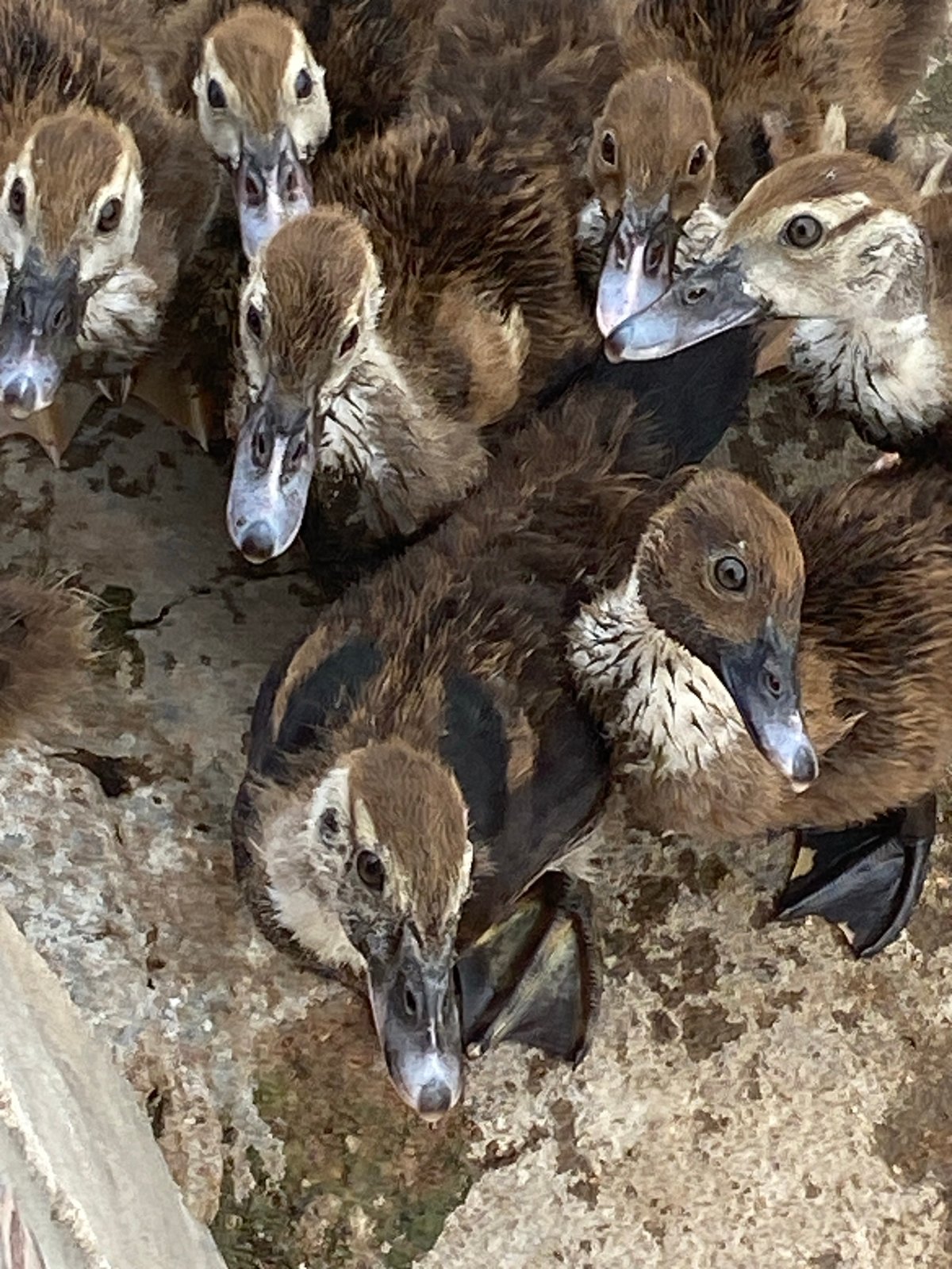 Ducklings and everyday household scenes at a Jalingo home