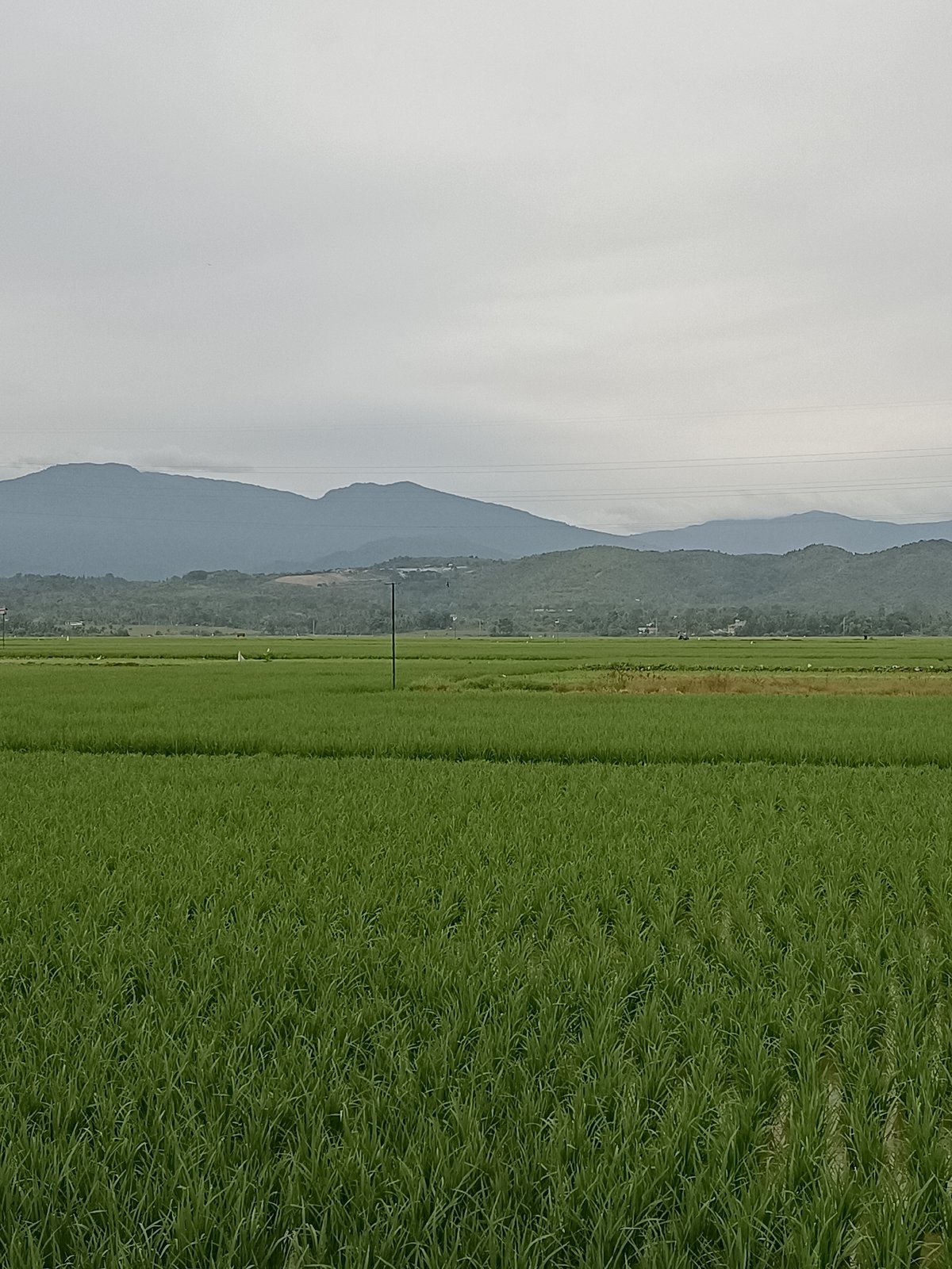 Lush rice paddies spread across Manyang Cut's hilly landscape