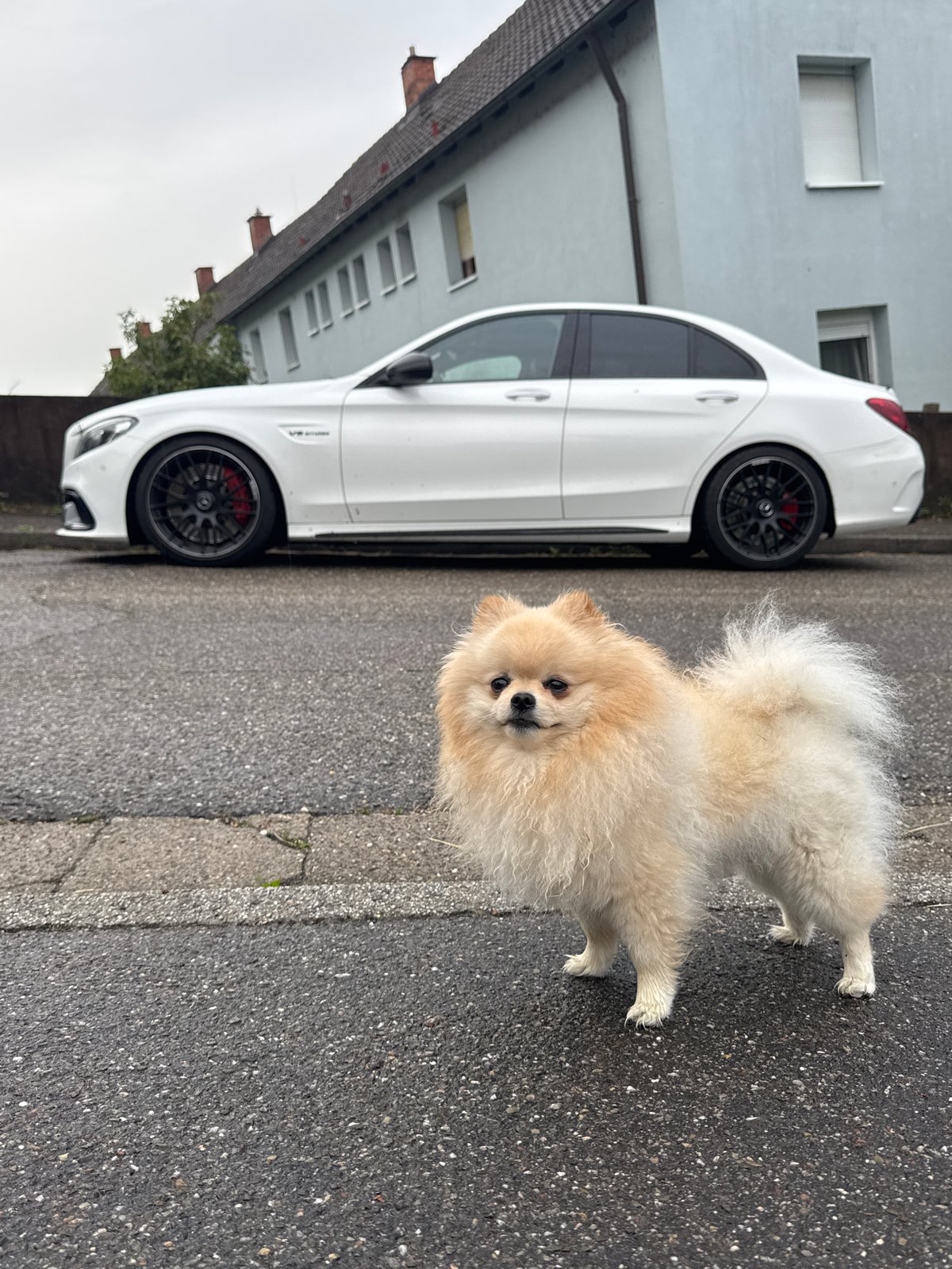 Pomeranian Dog Spotted Multiple Times in Bietigheim-Bissingen Area