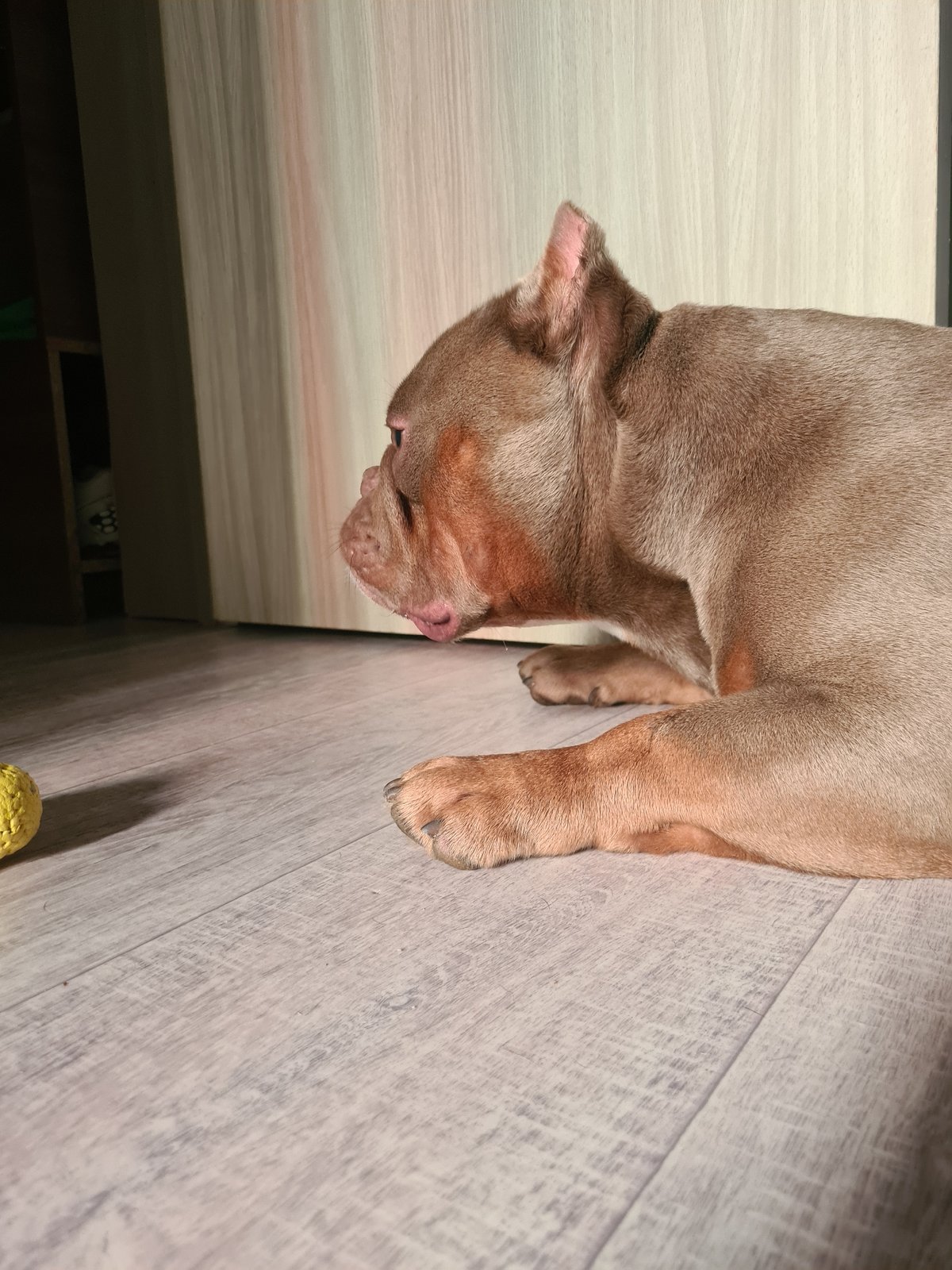 American Bully lounges on wooden floor, yellow ball nearby