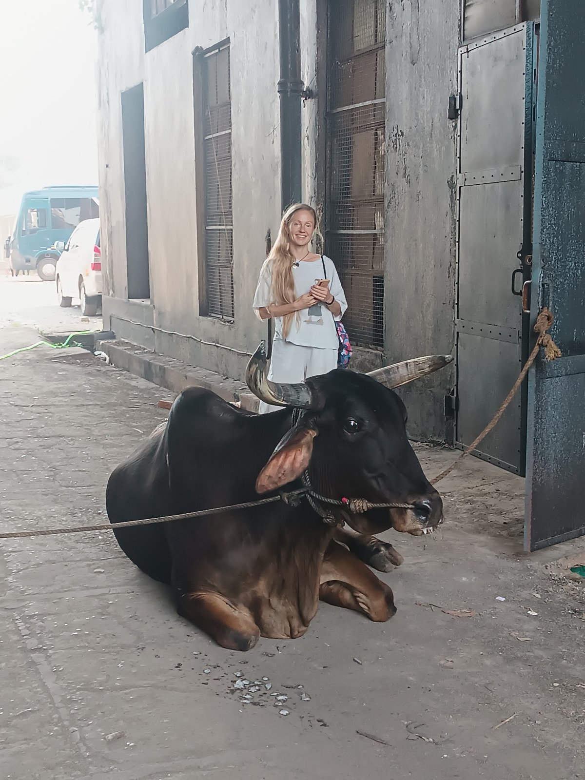 People interact with resting cow near building